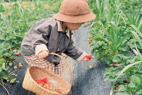 Mô hình hái dâu kết hợp du lịch trải nghiệm