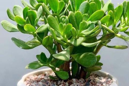Những loại cây phong thủy hợp tuổi Mùi, giúp thu hút tài lộc, sức khỏe và may mắn