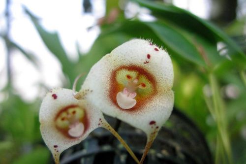 Chiêm ngưỡng những loài lan độc đáo có hình dáng mặt khỉ