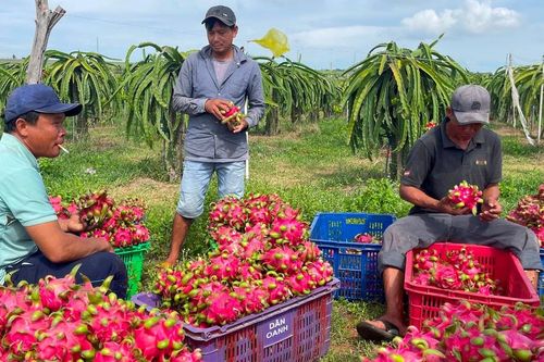 Tín hiệu tích cực từ giá trái cây