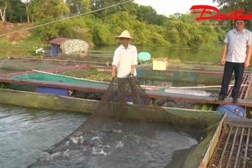 Thái Nguyên: Đánh thức tiềm năng nuôi trồng thủy sản
