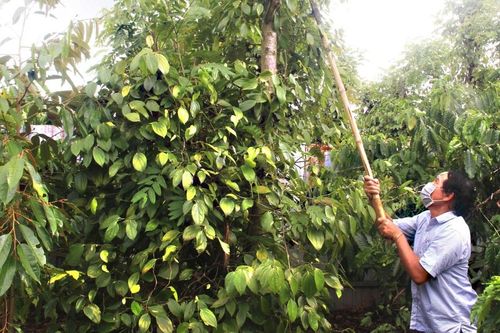Giá tiêu hôm nay 3/3/2025: giá đầu vụ tăng gấp đôi, nông dân phấn khởi