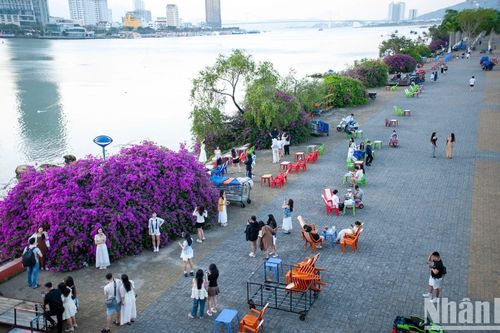 Sông Hàn Đà Nẵng thơ mộng với 'cơn sốt' hoa giấy tháng 3