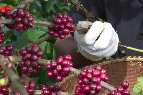 Giá cà-phê duy trì mức bình ổn