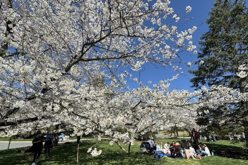 Giới thiệu nhiều tour du lịch khám phá mùa hoa anh đào trên đất Mỹ