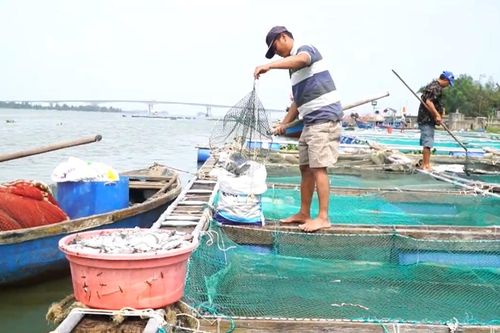 Hàng trăm tấn cá nuôi ở hạ lưu sông Thu Bồn chết hàng loạt