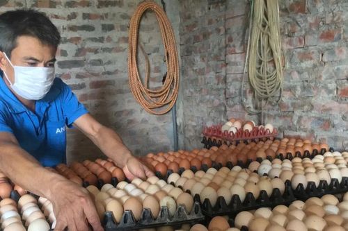 Giá trứng gia cầm lao dốc