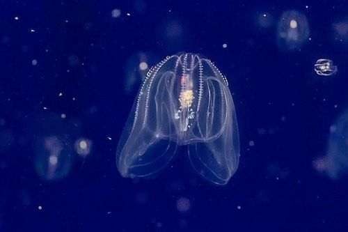 Độc lạ sinh vật biết 'cải lão hoàn đồng', con người ngả mũ thán phục