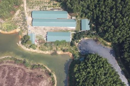 Xử phạt hành chính chủ trại lợn xả thải, bốc mùi hôi thối ở Thanh Hóa