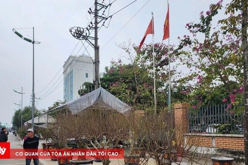 TP Thanh Hóa gửi văn bản cho cơ quan điều tra vụ bảo kê cây cảnh dịp Tết