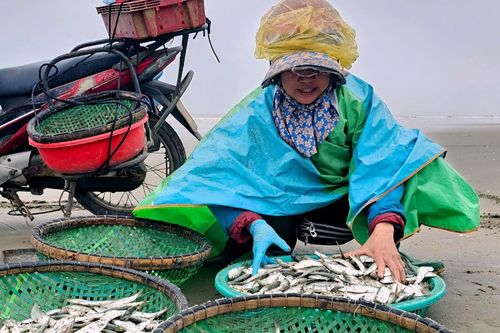 Gỡ cá trích mỏi tay, ngư dân Thanh Hóa thu tiền triệu mỗi ngày