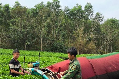 Người dân Thanh Chương cấp tập thu hoạch hàng trăm tấn 'chè mù' mỗi ngày