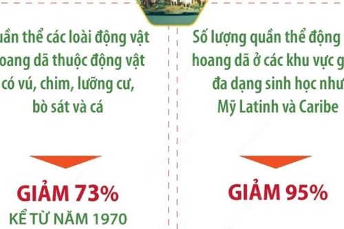 Ngày Động vật hoang dã thế giới 3/3: Những con số báo động