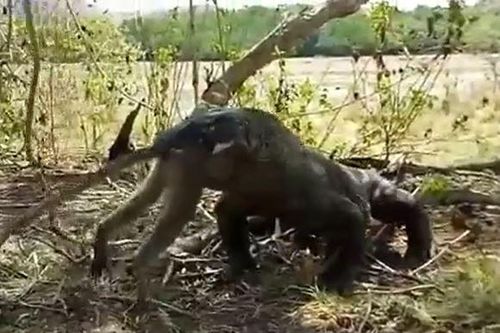 CLIP: Rồng Komodo tóm gọn rồi nuốt chửng khỉ trong vòng 'một nốt nhạc'