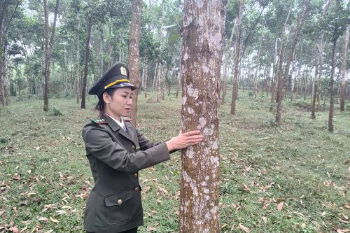 Tập huấn và triển khai thí điểm cấp, quản lý mã số vùng trồng rừng nguyên liệu