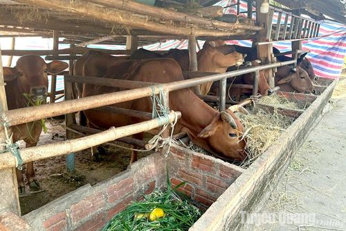 Hiệu quả từ một dự án bò thịt cao sản