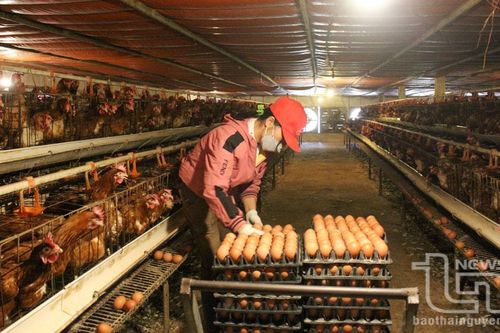 Đồng Hỷ: 17 trang trại chăn nuôi gà được chứng nhận VietGAP