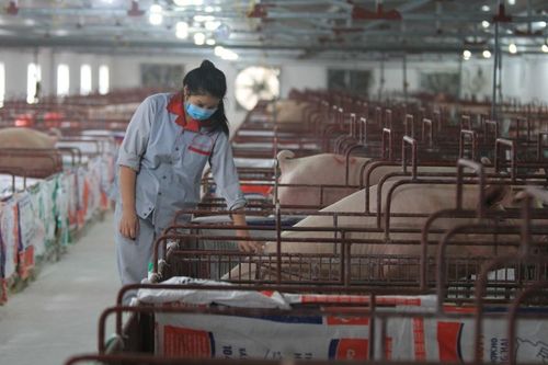 Bao giờ hết cảnh giá lợn giống 'té nước theo mưa'?