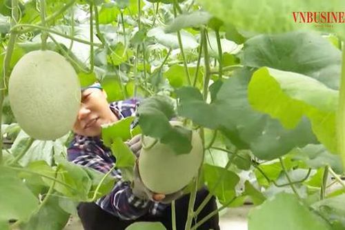 Cách làm mới giúp nông dân vùng dân tộc thiểu số ở Bắc Giang ngày một giàu lên