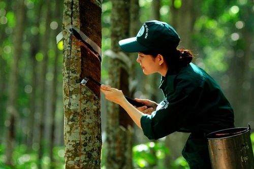 Sức hút cổ phiếu ngành cao su