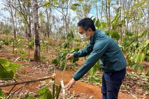 Nông dân lo lắng khi vườn cây bị kẻ gian phá hoại