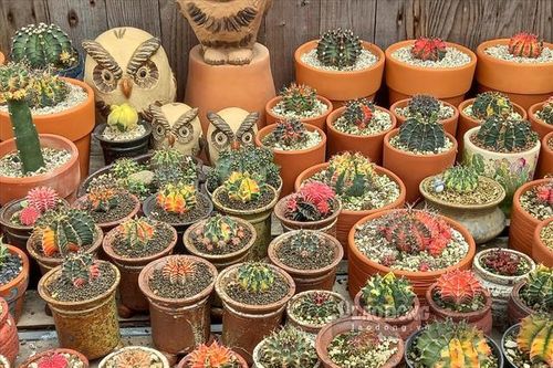 Đây mới là những cây cho nhà hướng Nam mang tài lộc và may mắn cho gia chủ
