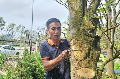 Kiếm tiền triệu mỗi ngày từ việc cắt tỉa, chăm sóc cây cảnh sau Tết