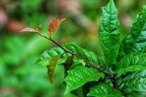 Xạ đen có mấy loại, loại nào dùng chữa bệnh tốt nhất?