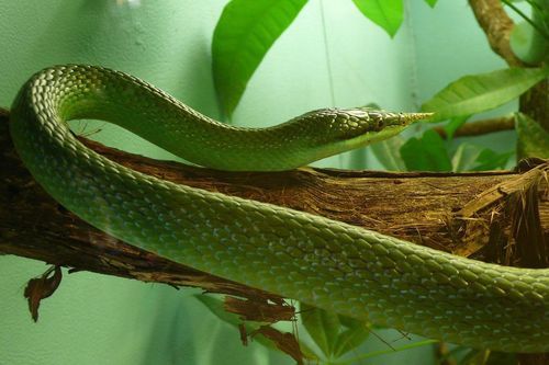 Khám phá về loài rắn mọc 'sừng' ở mũi độc nhất vô nhị ở Việt Nam