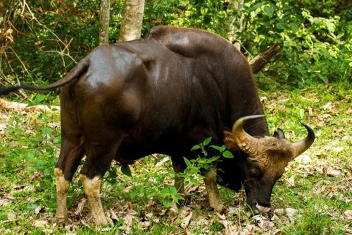 Điểm tên những loài trâu, bò hoang dã quý hiếm của Việt Nam