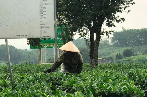 Thúc đẩy xây dựng thương hiệu chè xuất khẩu