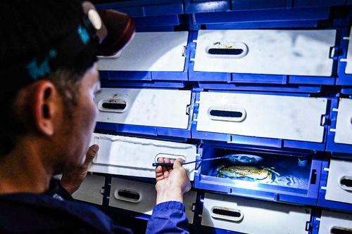 Kiếm hàng trăm triệu đồng mỗi tháng nhờ mô hình nuôi cua biển trong hộp nhựa
