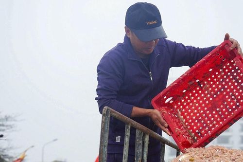 Mùa moi biển đầu năm ở xứ Thanh
