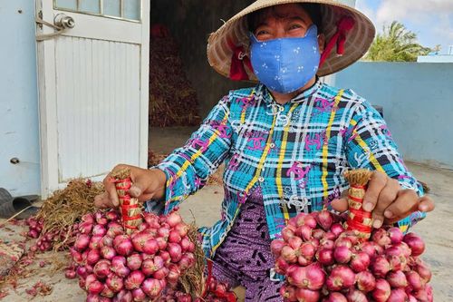 Sóc Trăng: Giá hành tím lao dốc, nông dân… lao đao