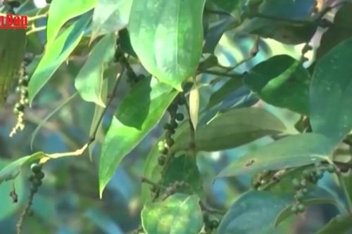Giá tiêu tăng 200 đồng/kg, nguồn cung vụ mới bắt đầu đưa ra thị trường