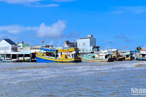 Tái diễn ngộ độc khi ăn cá nóc ở Cà Mau
