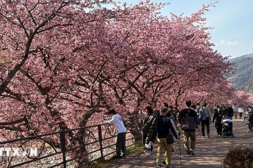 Rực rỡ thị trấn hoa anh đào Kawazu ở Nhật Bản