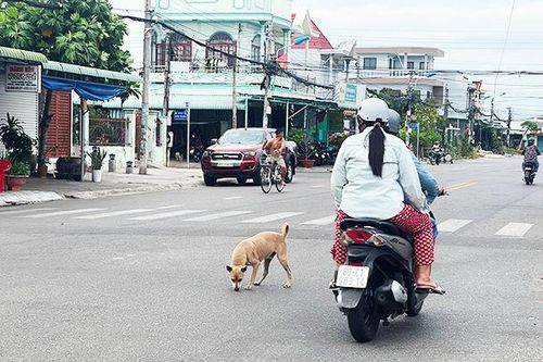 Nguy cơ bùng phát dịch chó dại