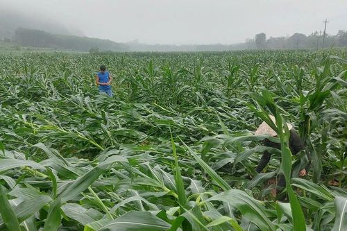Quảng Bình: Dông lốc quét qua Tuyên Hóa, 37ha bắp đổ rạp