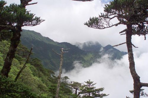 Loài cây 'quý như vàng' ở Việt Nam, cả thế giới coi như báu vật