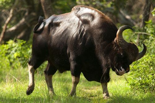 Ngắm bò tót lớn nhất thế giới, nguy cơ tuyệt chủng ở Việt Nam