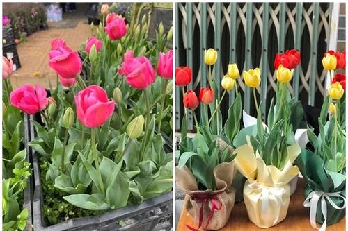 Giới trẻ 'săn lùng' hoa tulip làm quà tặng dịp 8/3