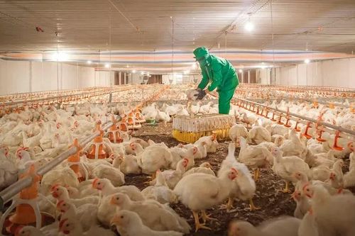 Tây Ninh thu hút thành công những 'cánh chim đầu đàn', phát triển nông nghiệp hiện đại, bền vững