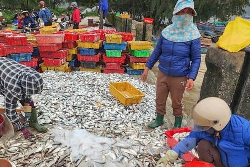 Hai ngày ra khơi, ngư dân Hà Tĩnh trúng đậm hải sản, thu nhập hàng chục triệu đồng