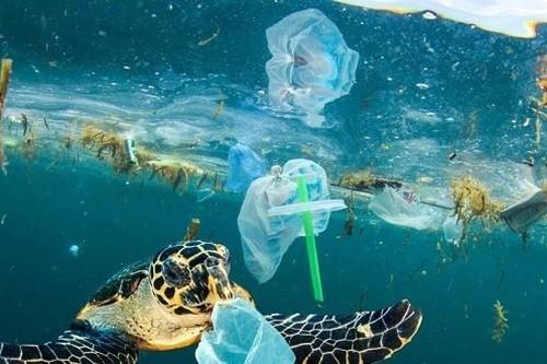 Bài mẫu viết thư UPU lần thứ 54: Lá thư của đại dương
