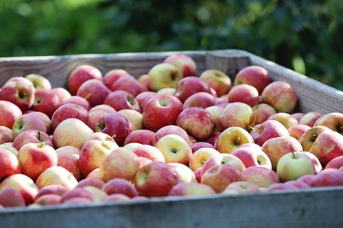 Táo Pháp hấp dẫn với hương vị đa dạng, đặc trưng