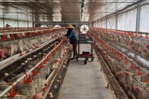 Nông dân Nghệ An nuôi lợn, gà qua… điện thoại