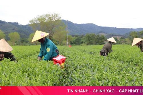 Nhiều hộ dân xã miền núi Hương Sơn 'đổi đời' nhờ trồng chè liên kết