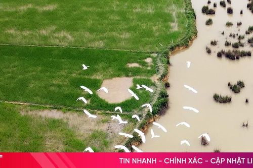 Nông dân Hương Khê khắc phục diện tích lúa bị chim trời phá hại