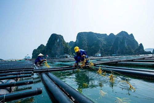 Ngành nuôi trồng thủy sản Quảng Ninh phục hồi mạnh